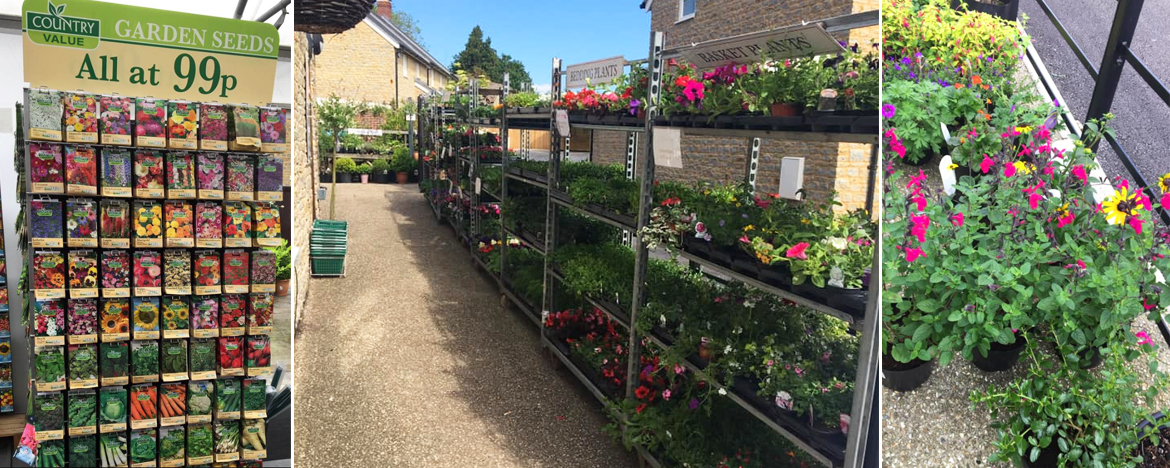 Garden Shop | Plants, Flowers & Baskets | Williams Florist